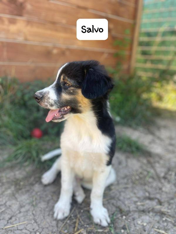 Salvo cucciolo Foto 3