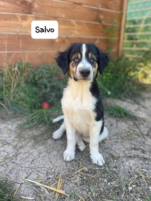 Salvo cucciolo Foto 4
