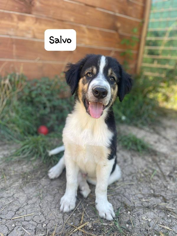 Salvo cucciolo Foto 5