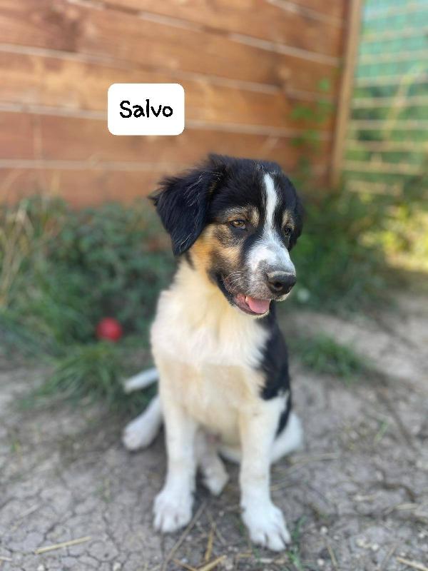 Salvo cucciolo Foto 6