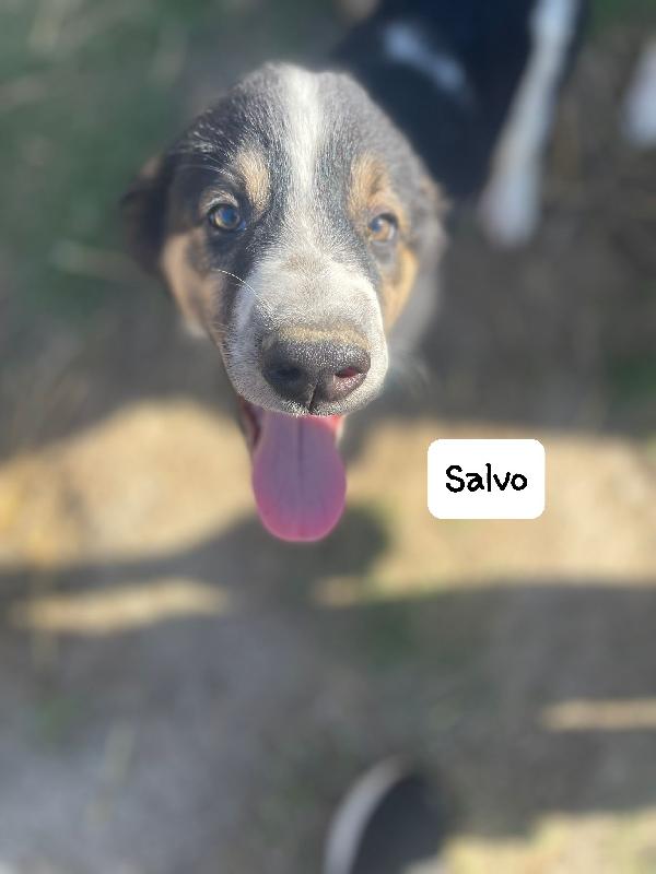 Salvo cucciolo Foto 7