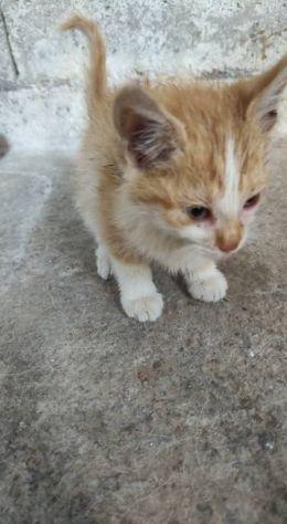 Gattini aranzioni Foto 2