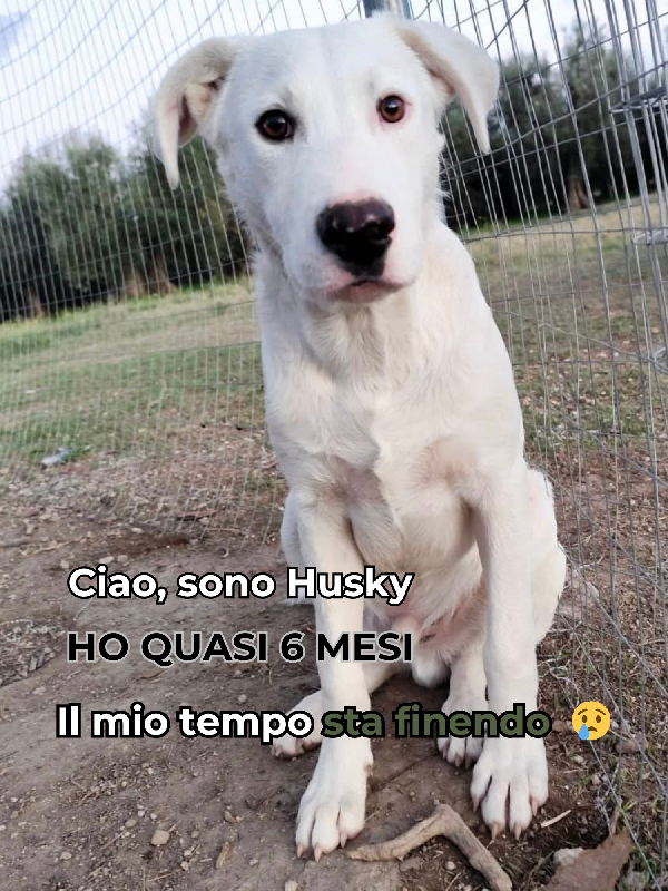 Husky Foto 6