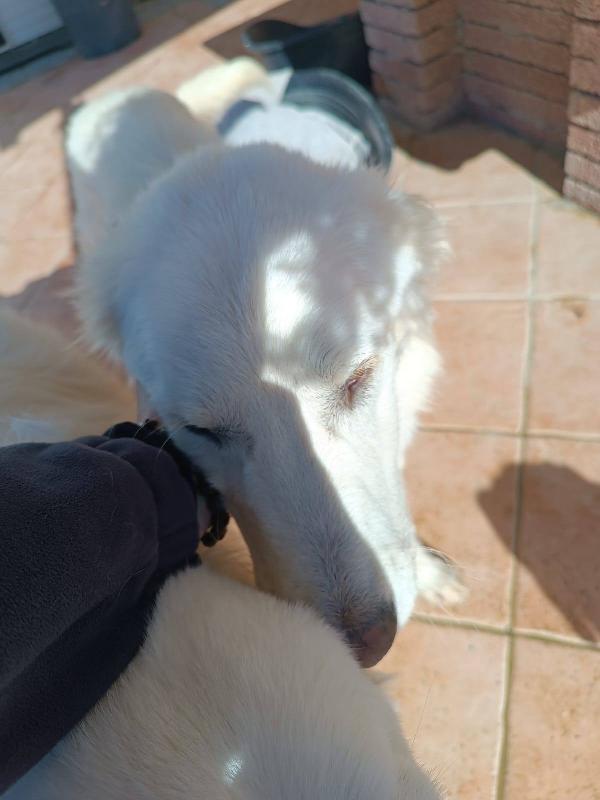 Giulia Foto 6