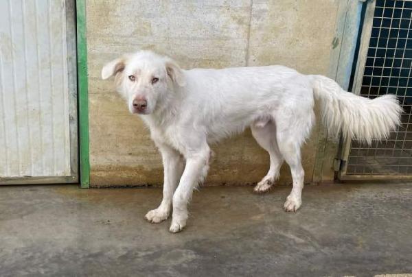 Whitewolf  Foto 2
