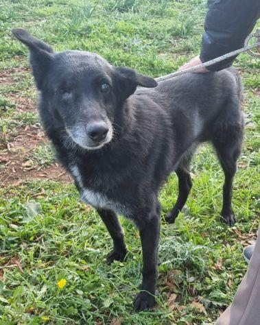 Biss Cane Cieco In Canile