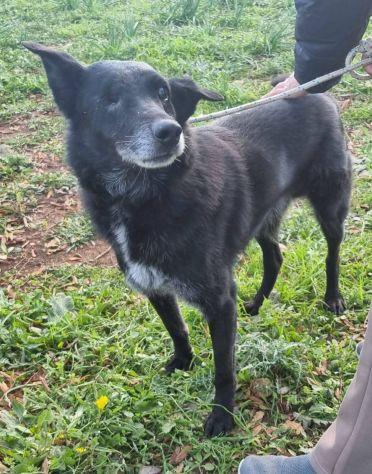 Biss cane cieco in canile Foto 2
