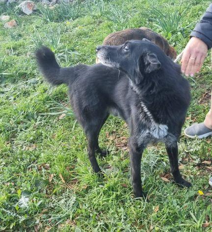 Biss cane cieco in canile Foto 3