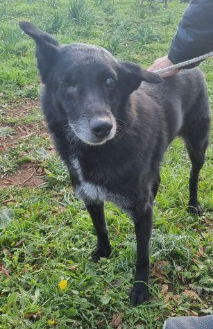 Biss cane cieco in canile Foto 4