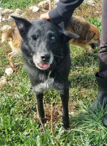 Biss cane cieco in canile Foto 5