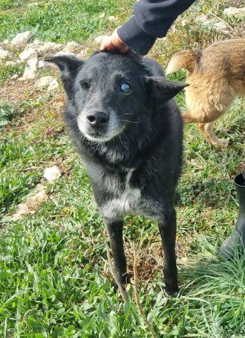 Biss cane cieco in canile Foto 6
