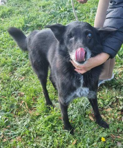 Biss cane cieco in canile Foto 7