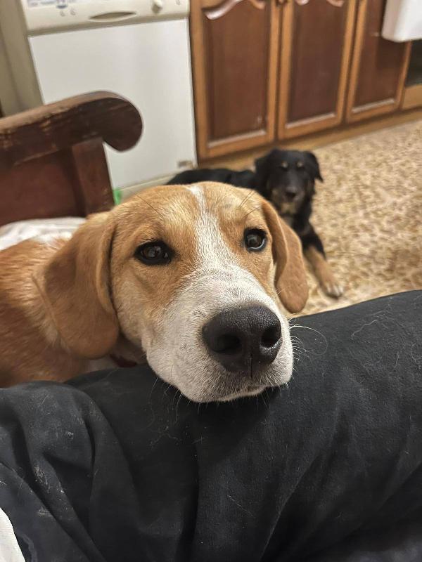 Mirco cucciolo Foto 6
