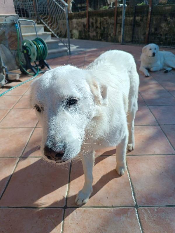 Nicolò