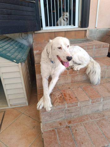 Neve setter , cane sordo  Foto 2