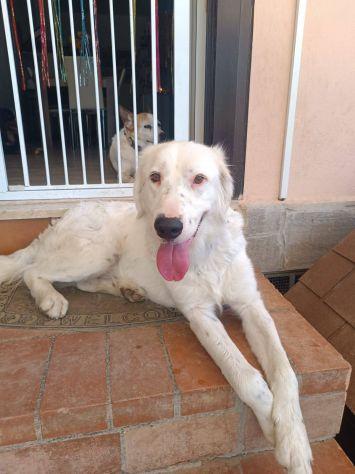 Neve setter , cane sordo  Foto 3
