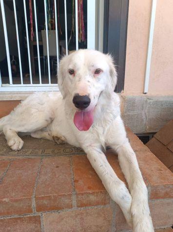 Neve setter , cane sordo  Foto 4