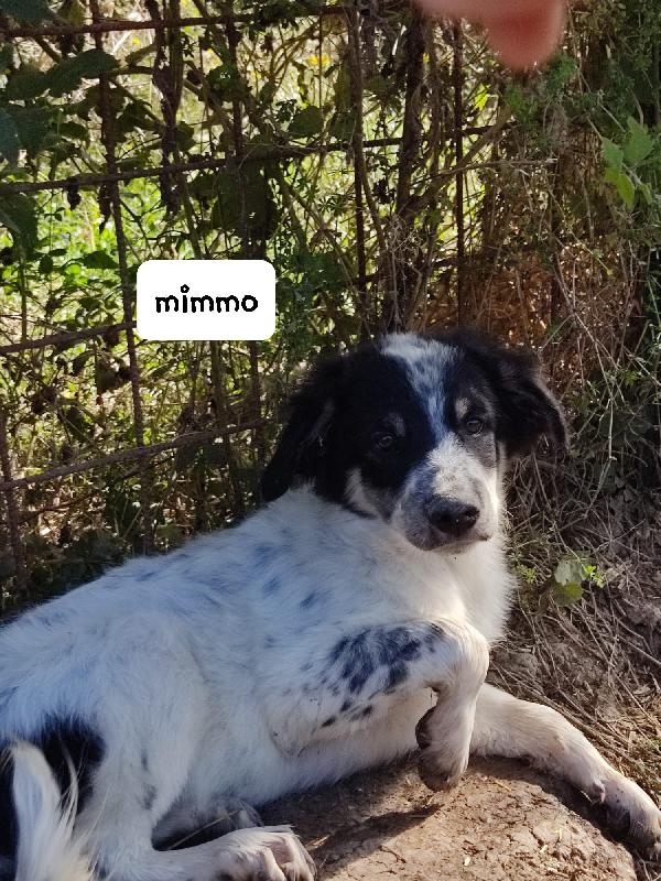 Mimmo cucciolo Foto 5