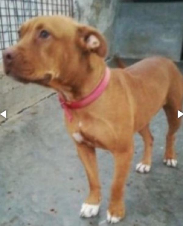 Pitbull Giovane Finita 2Anni Fa In Canile.puglia