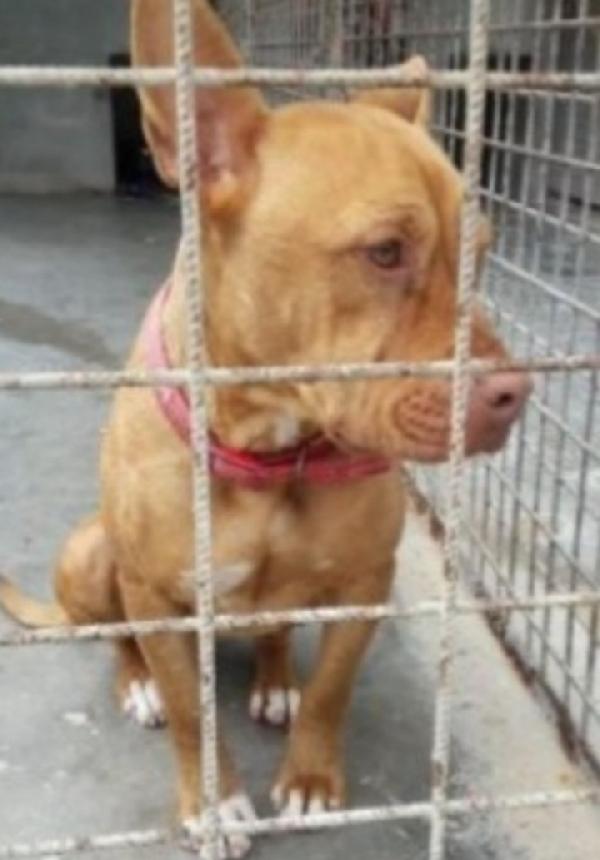 Pitbull giovane finita 2anni fa in canile.PUGLIA Foto 2
