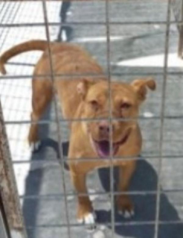 Pitbull giovane finita 2anni fa in canile.PUGLIA Foto 3