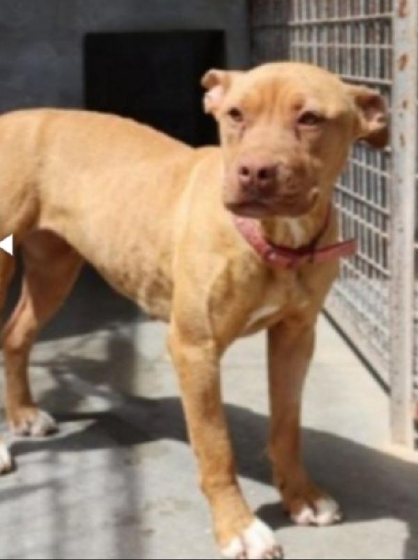 Pitbull giovane finita 2anni fa in canile.PUGLIA Foto 4