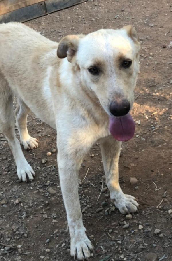 Mix Pastorina Pelo Chiaro Quasi 3Anni Calabria