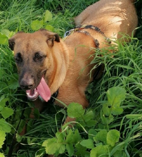 Gaia simil Pastorina Malinois 3anni NAPOLI Foto 2