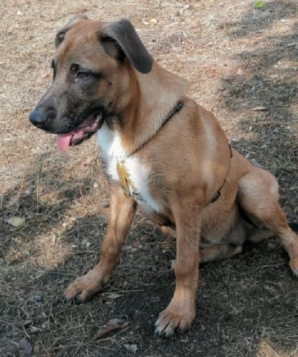 Gaia simil Pastorina Malinois 3anni NAPOLI Foto 5