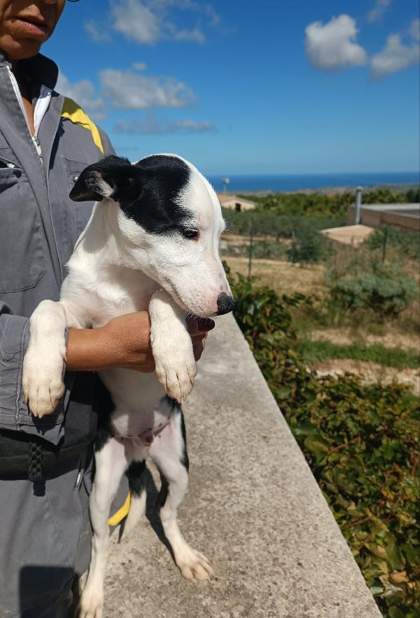 Cucciolo 4 mesi in adozione  Foto 2