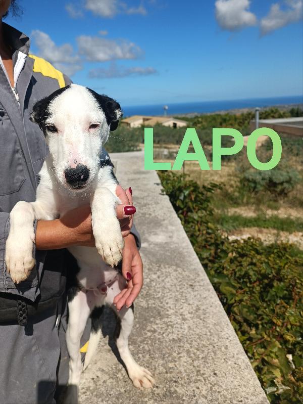 Cucciolo 4 mesi in adozione  Foto 3