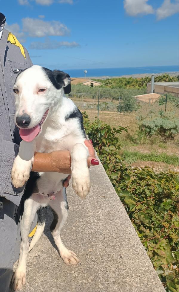 Cucciolo 4 mesi in adozione  Foto 4