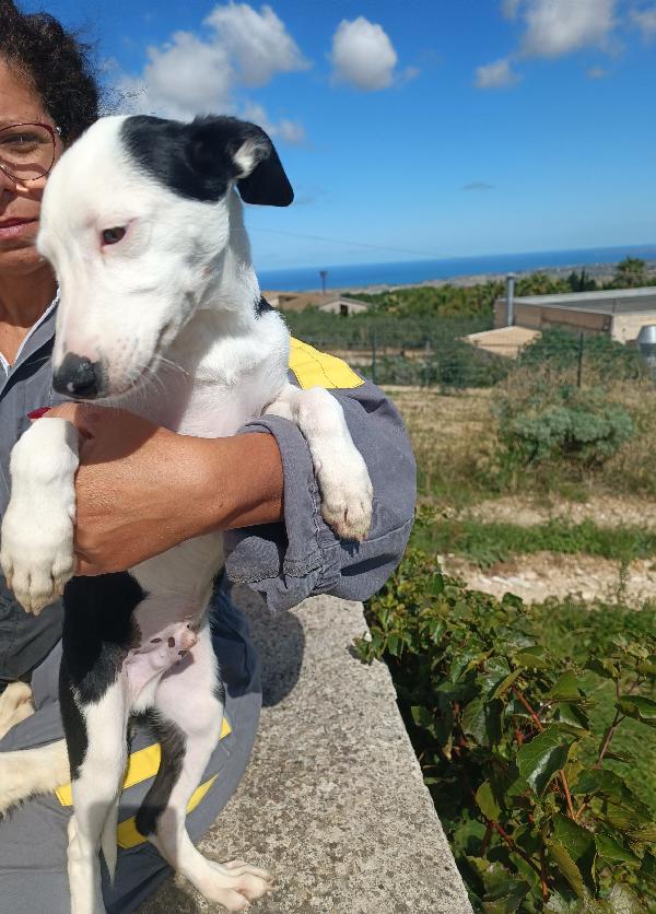 Cucciolo 4 mesi in adozione  Foto 5
