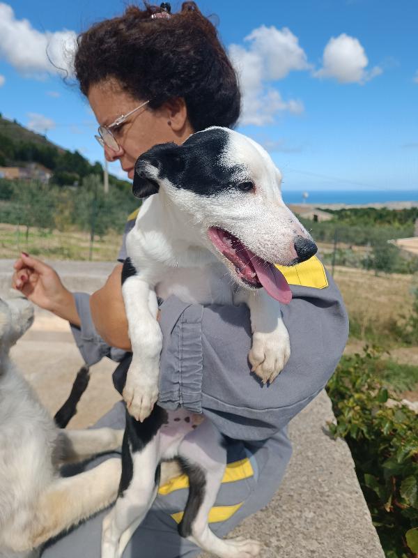 Cucciolo 4 mesi in adozione  Foto 6