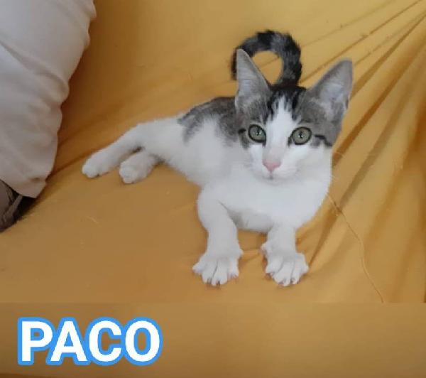 Paco, Dolce Micino In Adozione!