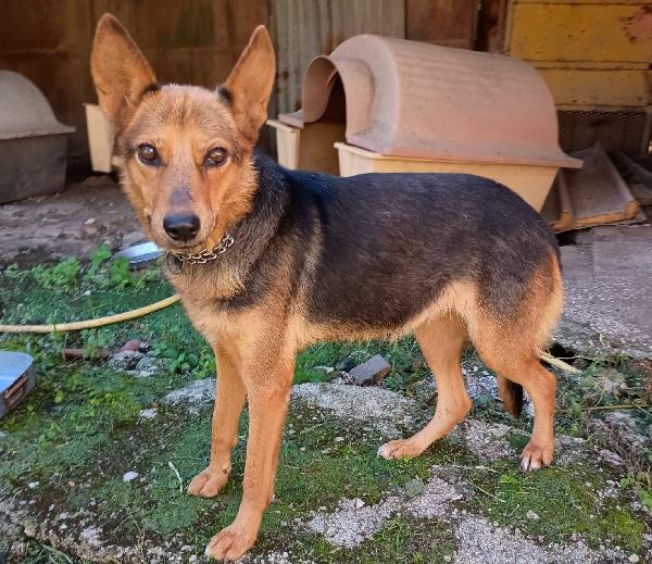 Lupa - Cagnolina Simil Pastore Tedesco Di 1 Anno