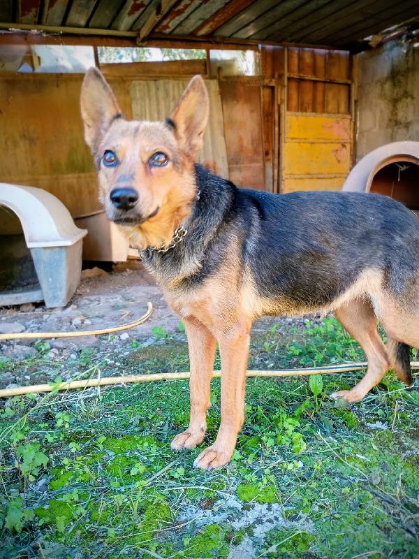 LUPA - cagnolina simil pastore tedesco di 1 anno Foto 2