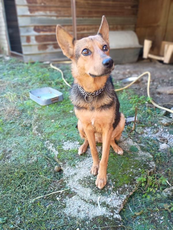 LUPA - cagnolina simil pastore tedesco di 1 anno Foto 3