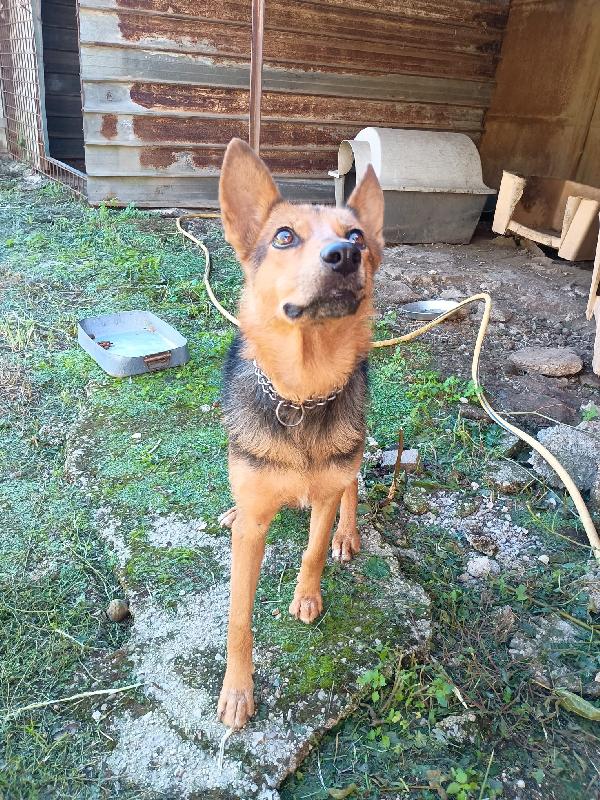 LUPA - cagnolina simil pastore tedesco di 1 anno Foto 4