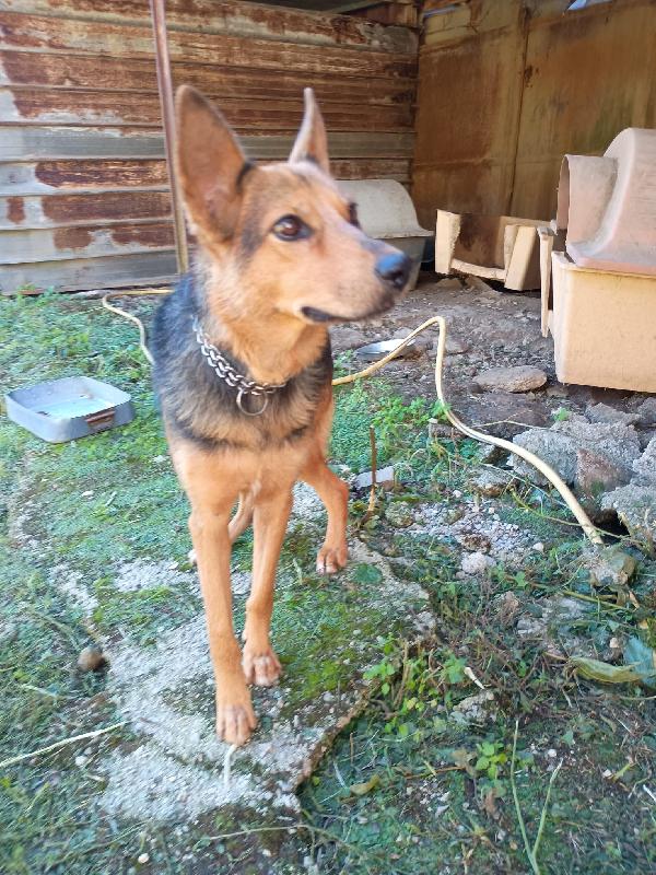 LUPA - cagnolina simil pastore tedesco di 1 anno Foto 5