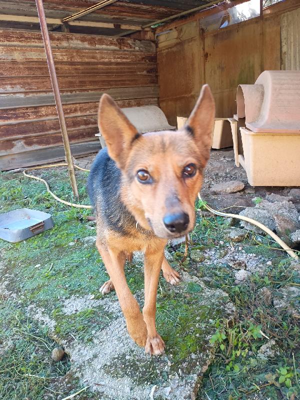 LUPA - cagnolina simil pastore tedesco di 1 anno Foto 6