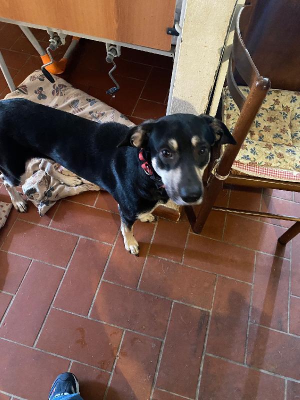 Luke Ha Bisogno Urgente Di Una Nuova Casa