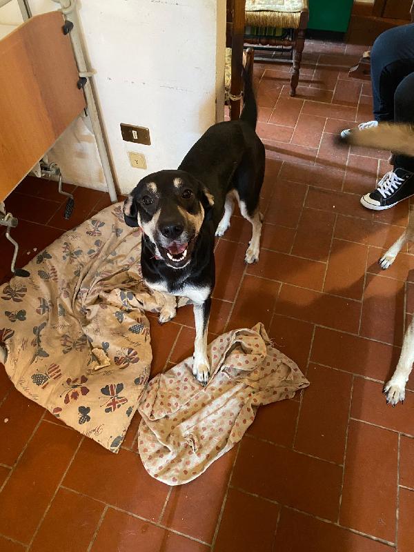 Luke ha bisogno urgente di una nuova casa Foto 2