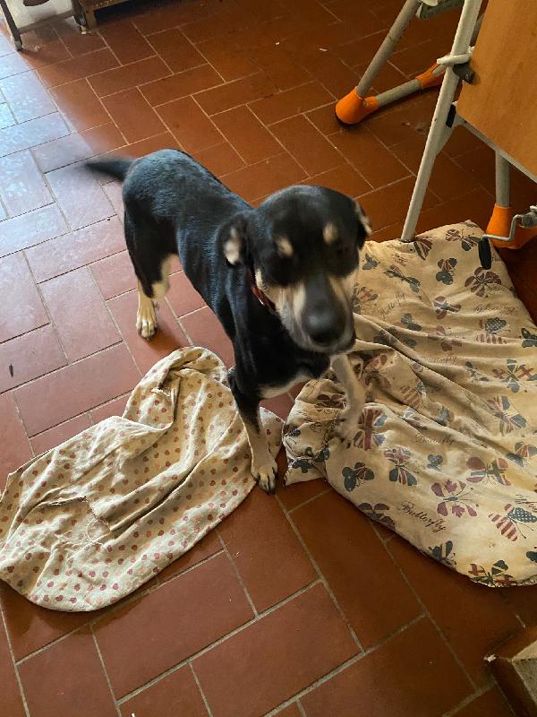 Luke ha bisogno urgente di una nuova casa Foto 4