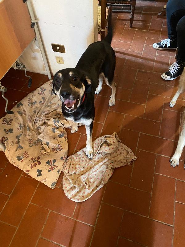 Luke ha bisogno urgente di una nuova casa Foto 5