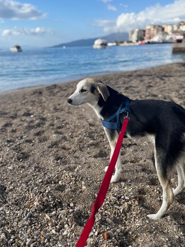 🐾 Lily Cerca Il Suo Umano Speciale!