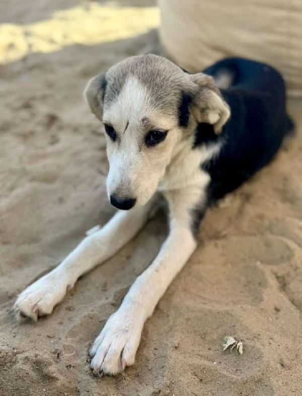 🐾 Lily cerca il suo umano speciale! Foto 3