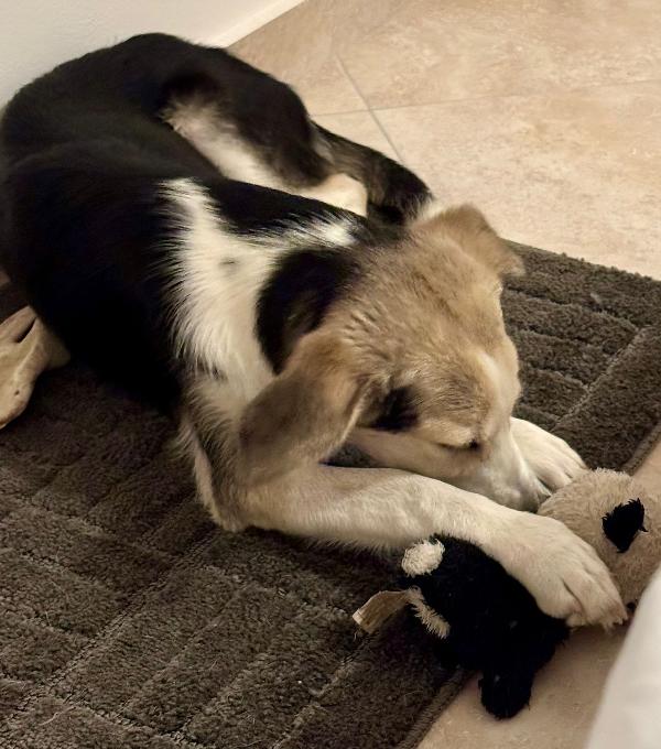 💖 Lily, dal dolore alla speranza, cerca casa Foto 2