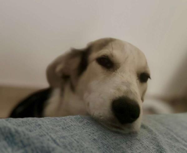 💖 Lily, dal dolore alla speranza, cerca casa Foto 3