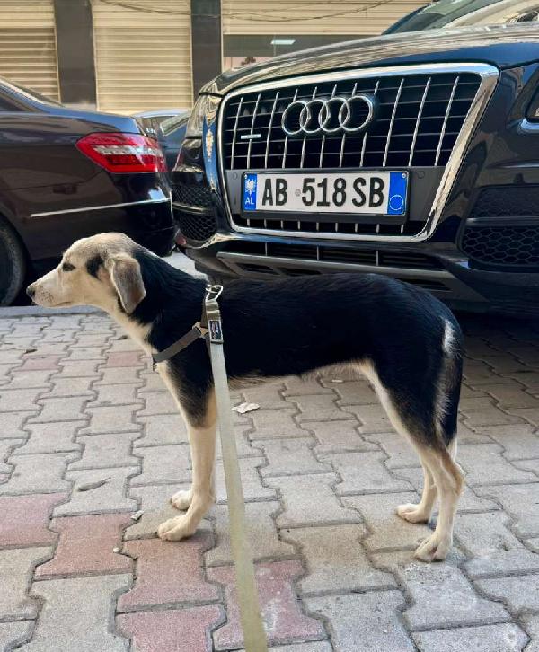 💖 Lily, dal dolore alla speranza, cerca casa Foto 4